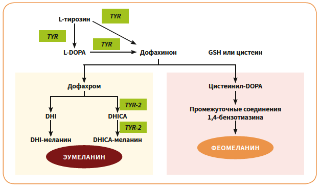 Ромашкина (Глатион)м КМ 1-2026_Рис 1.png