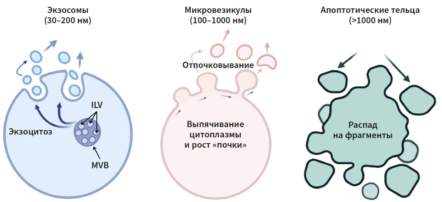 Эрнадес (КИТ МЕД) КМ 2-2025_Рис 4.png