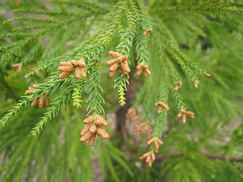 Cryptomeria-japonica-3