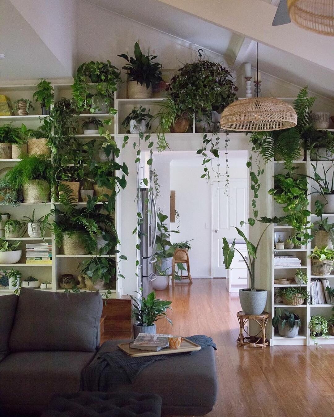 комнатные растения в современном интерьере