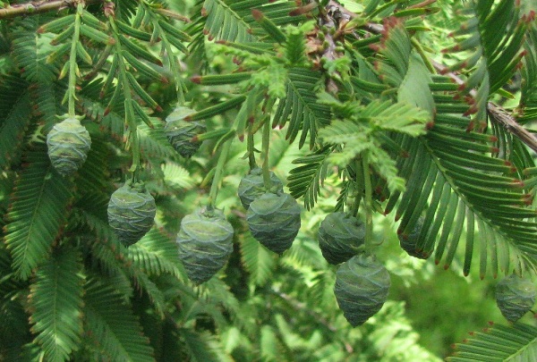 Metasequoia-glyptostroboides-3