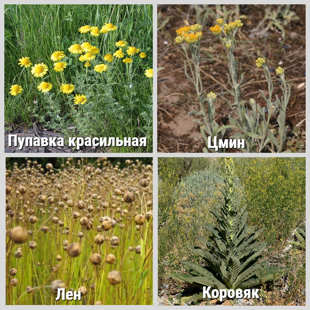 растения.jpg
