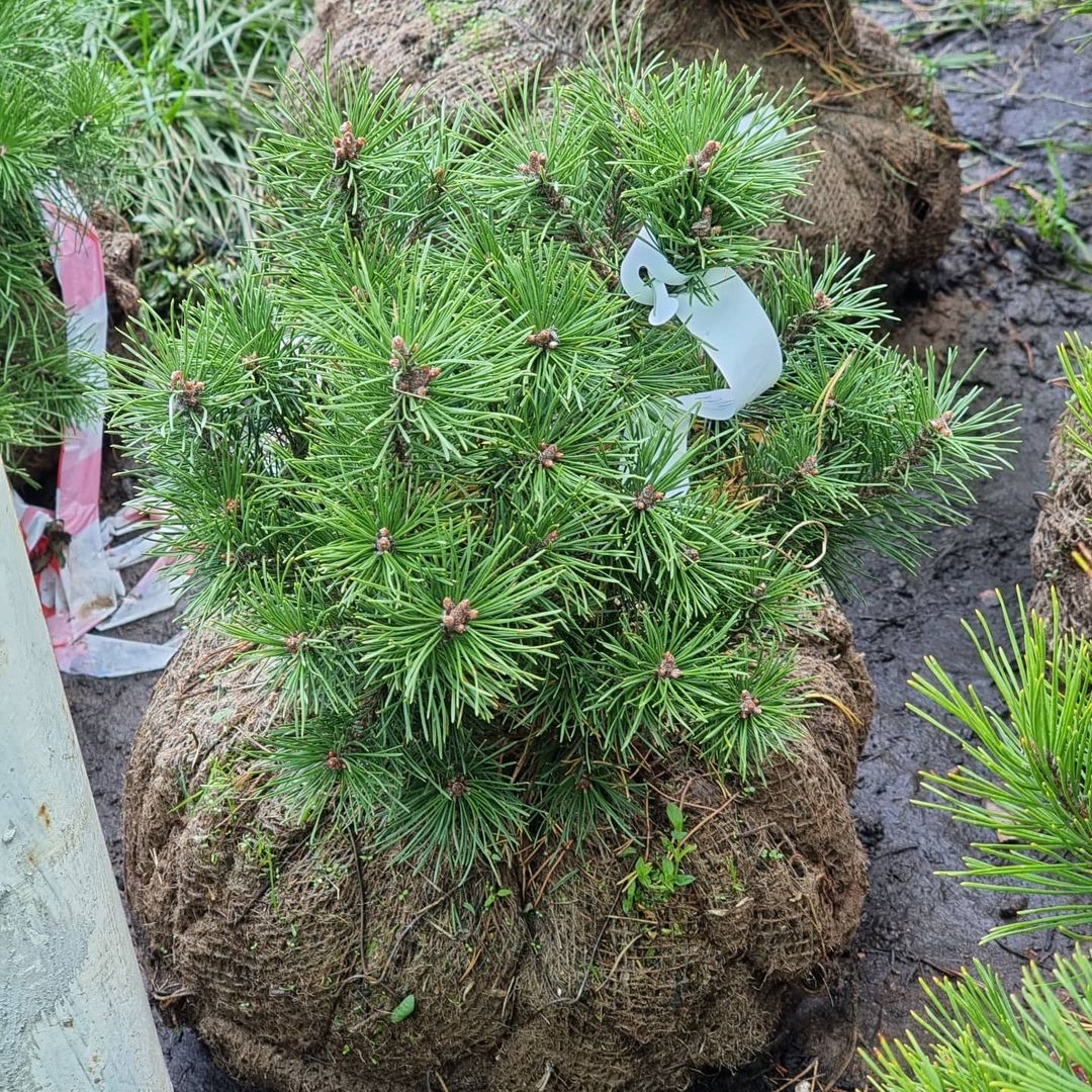 Сосна горная Мопс (Pinus mugo Mops)