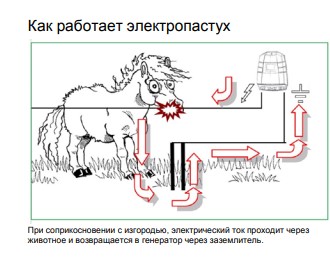 Схема подсоединения электропастуха