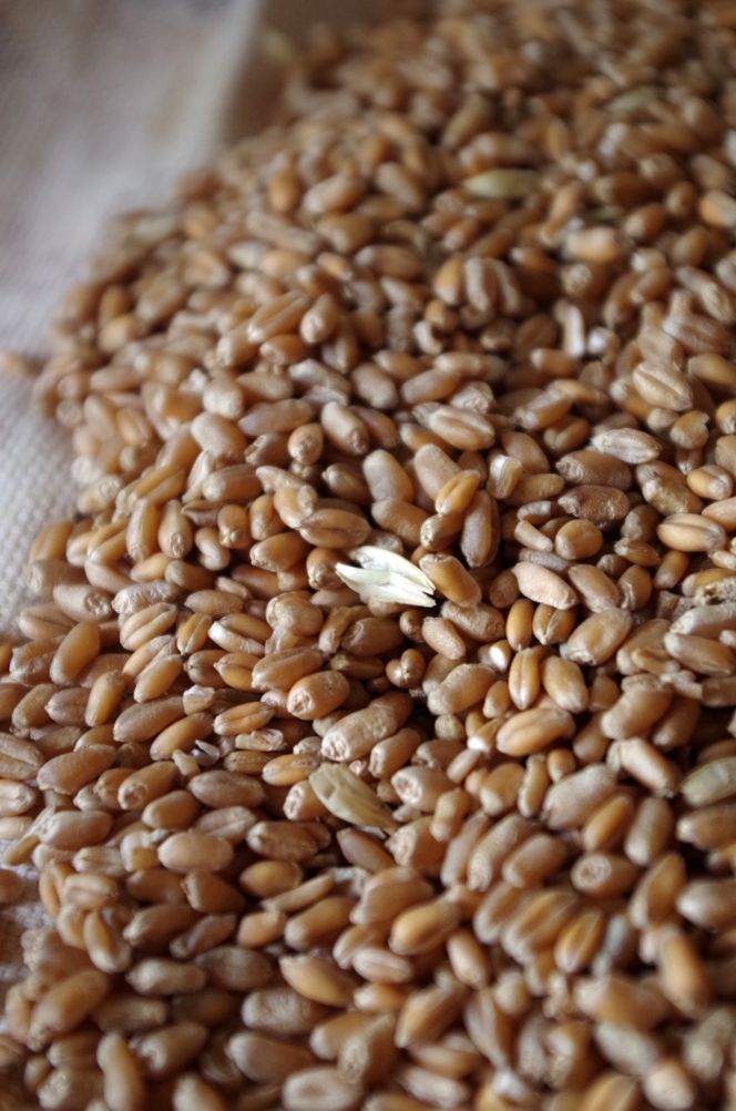 Можно ли перерабатывать в муку зерно пшеницы 4-го и 5-го класса