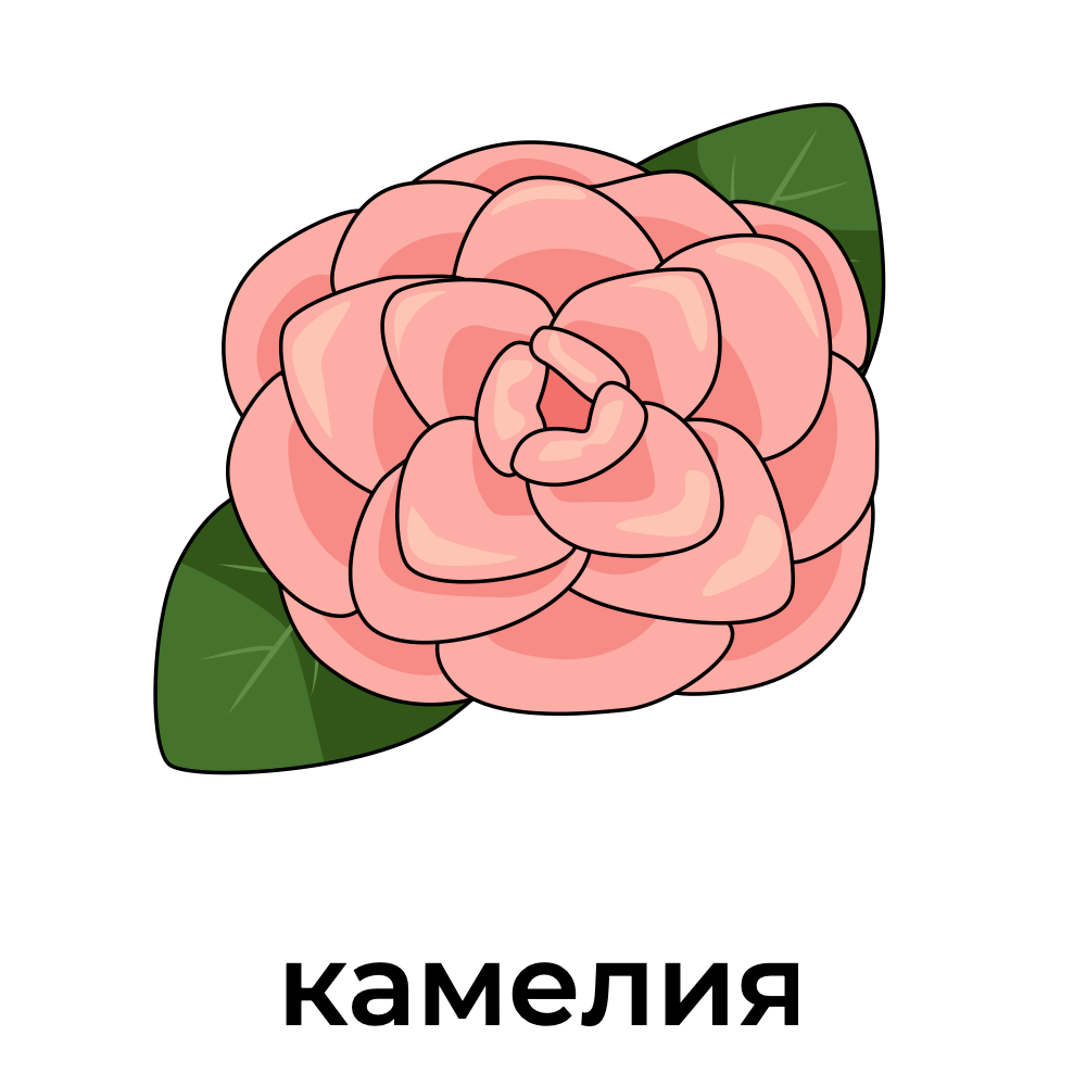 камелия.png