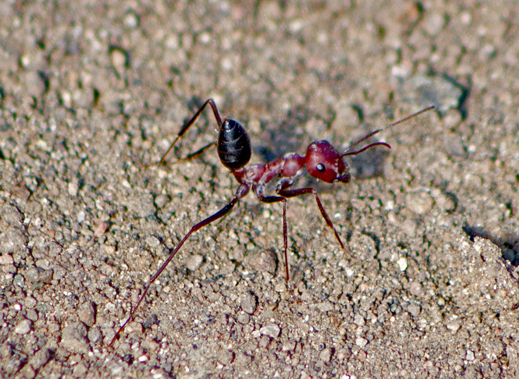 Крупный, яркий и в целом эффектный пустынный муравей. Вид встречается в странах Средиземноморья, в Северной Африке и Южной Европе. При беге муравьи поднимают вверх брюшко и быстро перебирают лапками: создается впечатление, что по песку едет маленький старинный экипаж - фаэтон.