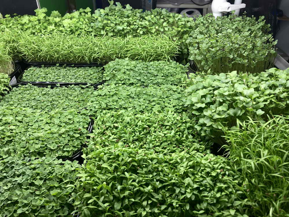 Свежая микрозелень