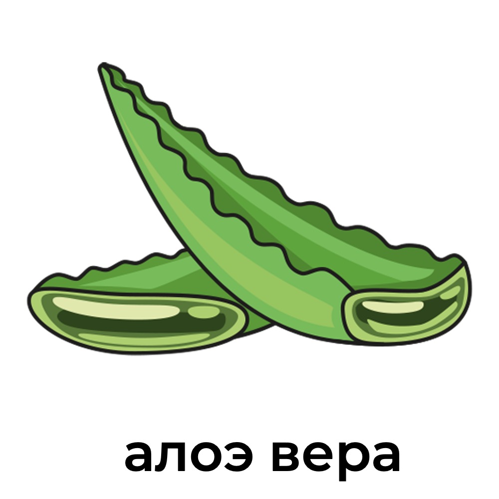 алоэ.jpg