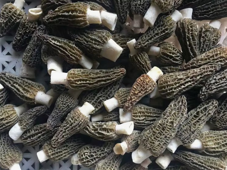 Сморчки Сморчки