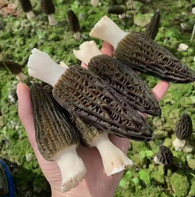 Сморчки Сморчки