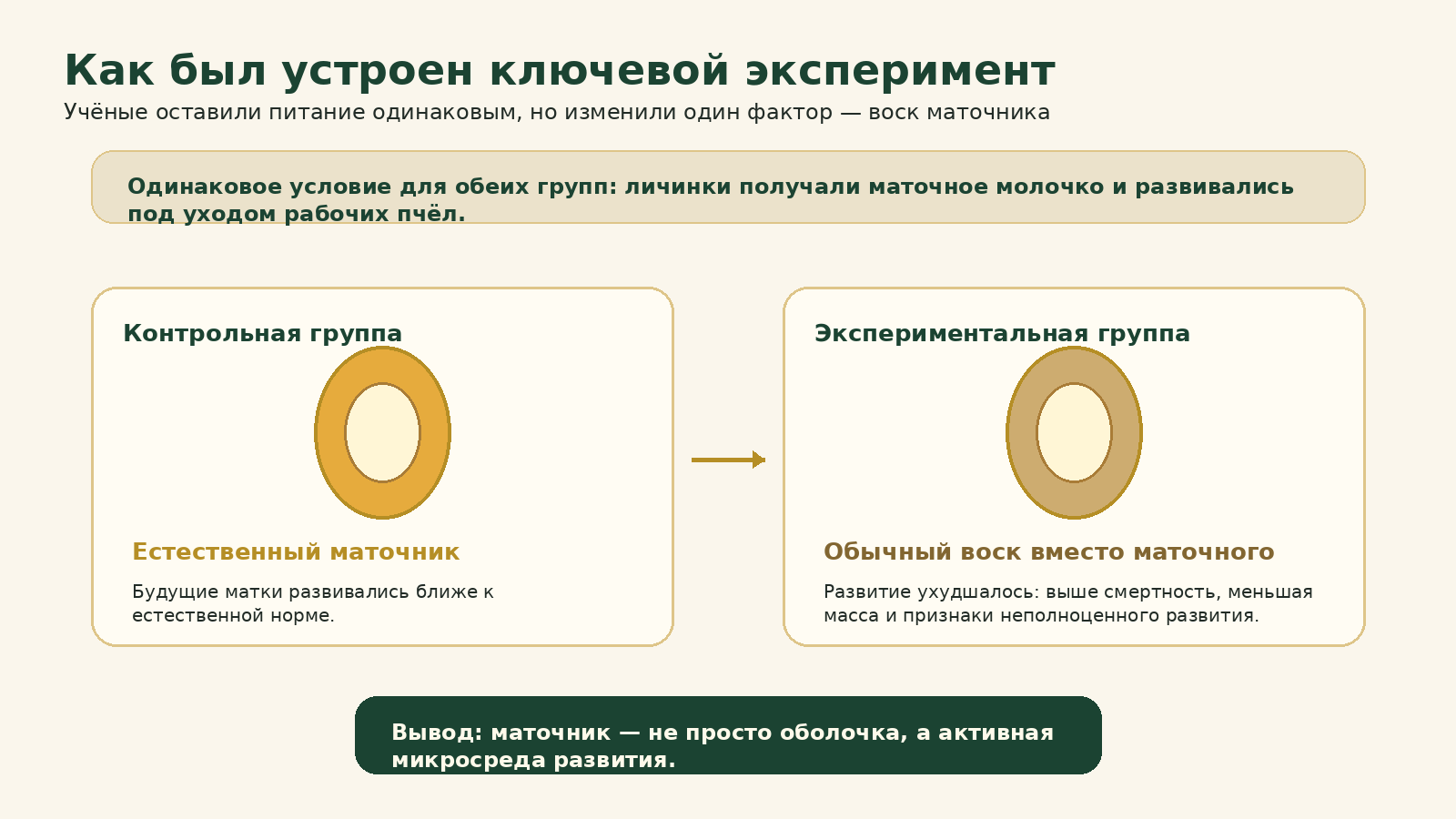Схема эксперимента: естественный маточник и обычный воск в развитии будущей матки