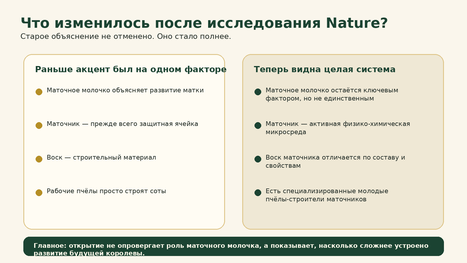 Инфографика: что изменилось после исследования Nature о развитии пчелиной матки