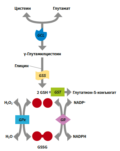Ромашкина (Глатион)м КМ 1-2026_Рис 2.png