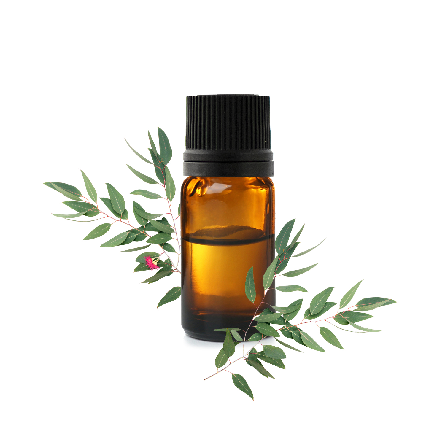 Эвкалипт стайгериана.jfif