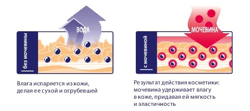 Действие мочевины