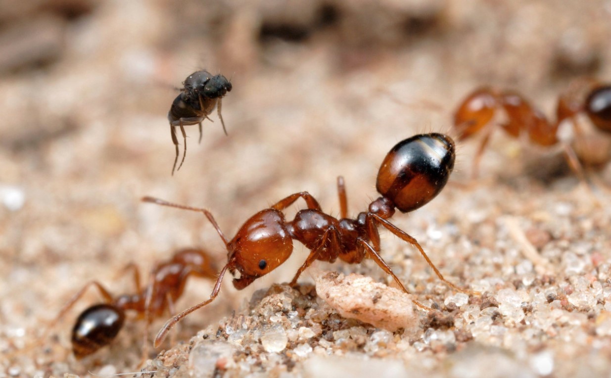 Красный американский муравей-Жнец
