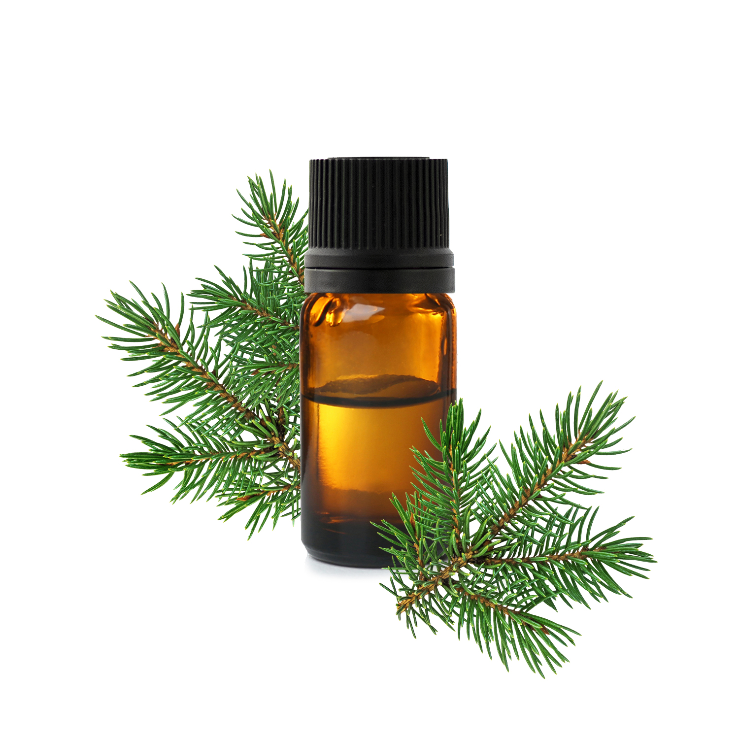 Белая ель Белая ель.jfif