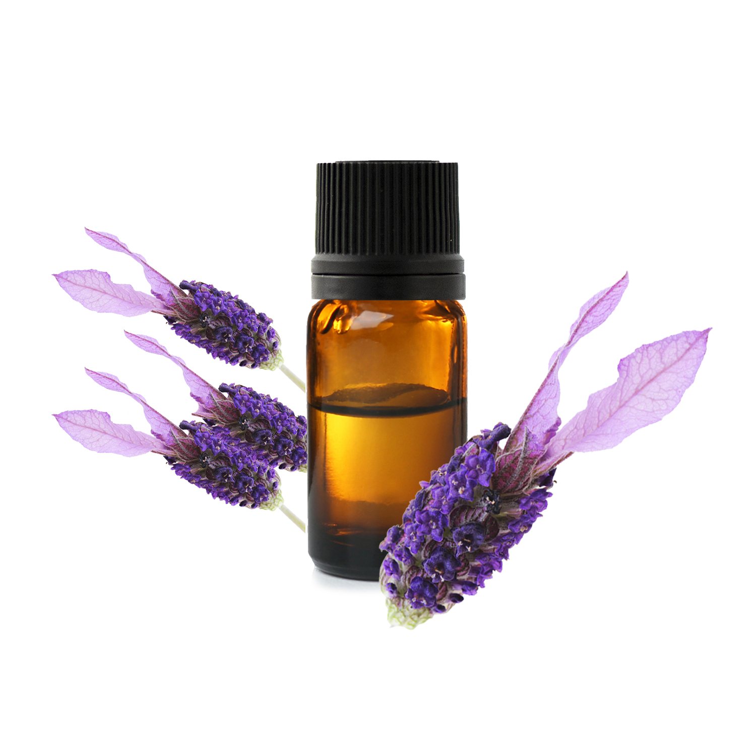 лавандула стохасская.jfif