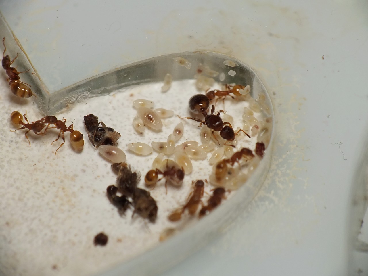 Личинки муравьев фото