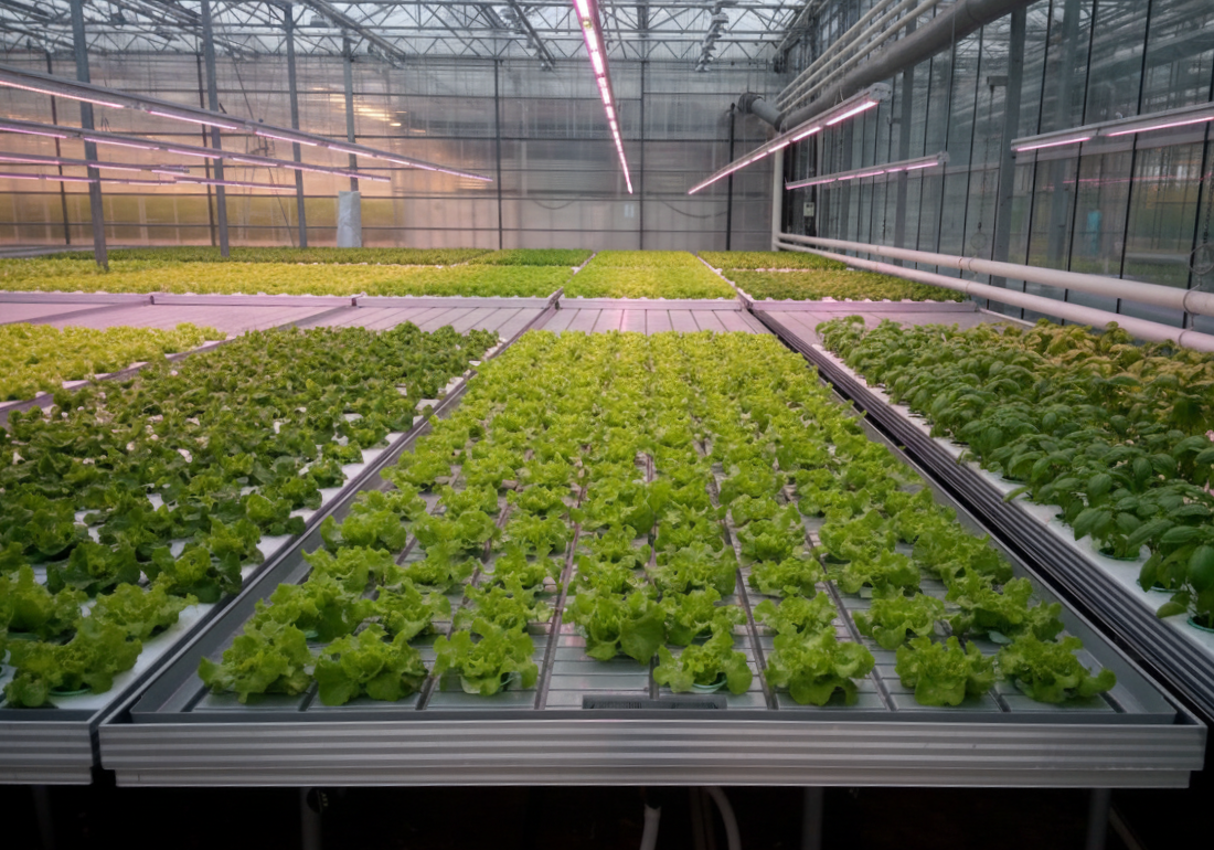 Пром.теплица Промтеплица столы и поддоны для зелени и растений