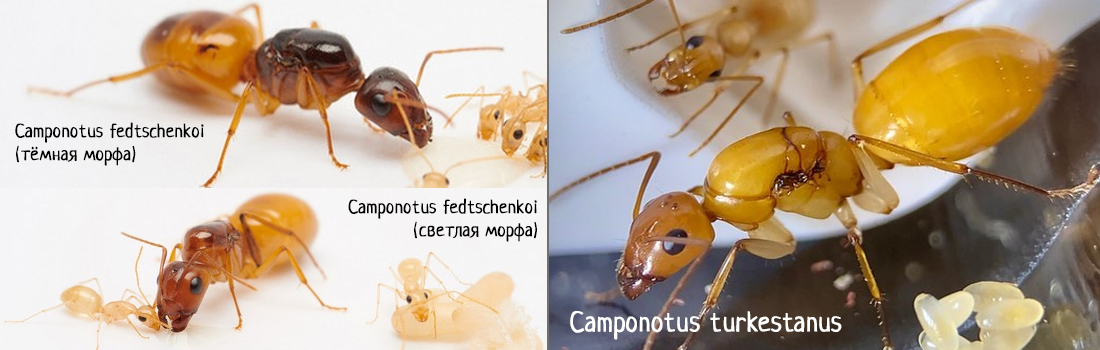 Camponotus turkestanus