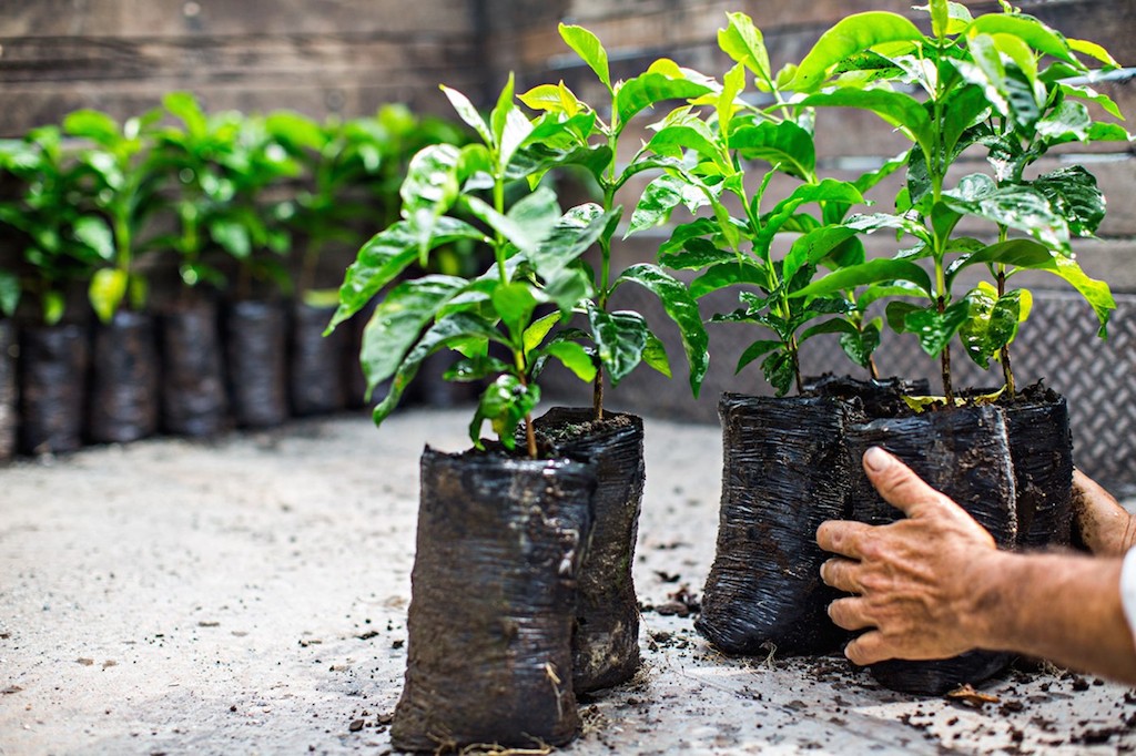 Тонкости выращивания кофейного дерева в домашних условиях