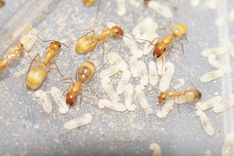 Camponotus turkestanus