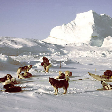 Собаки первой финской экспедиции в Гренландию
