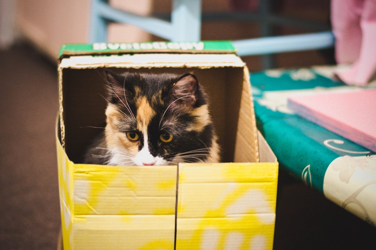 Кошка в коробочке