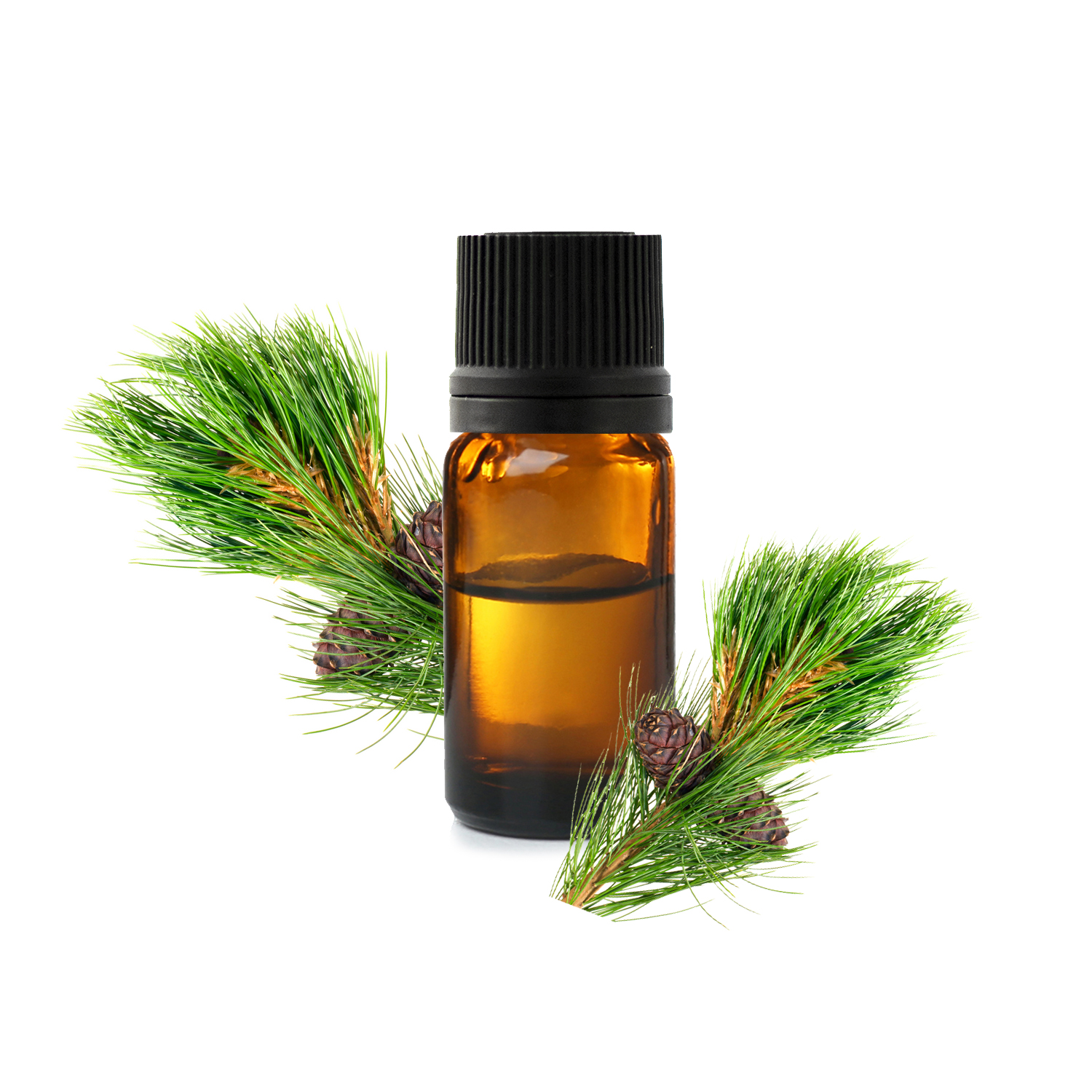 сибирская пихта.jfif