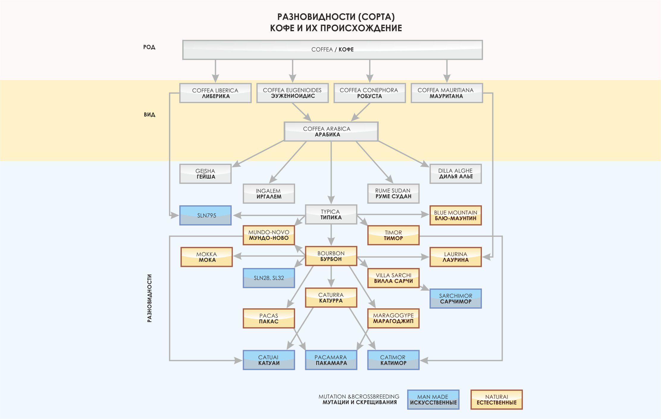 Высокая концентрация кофеина