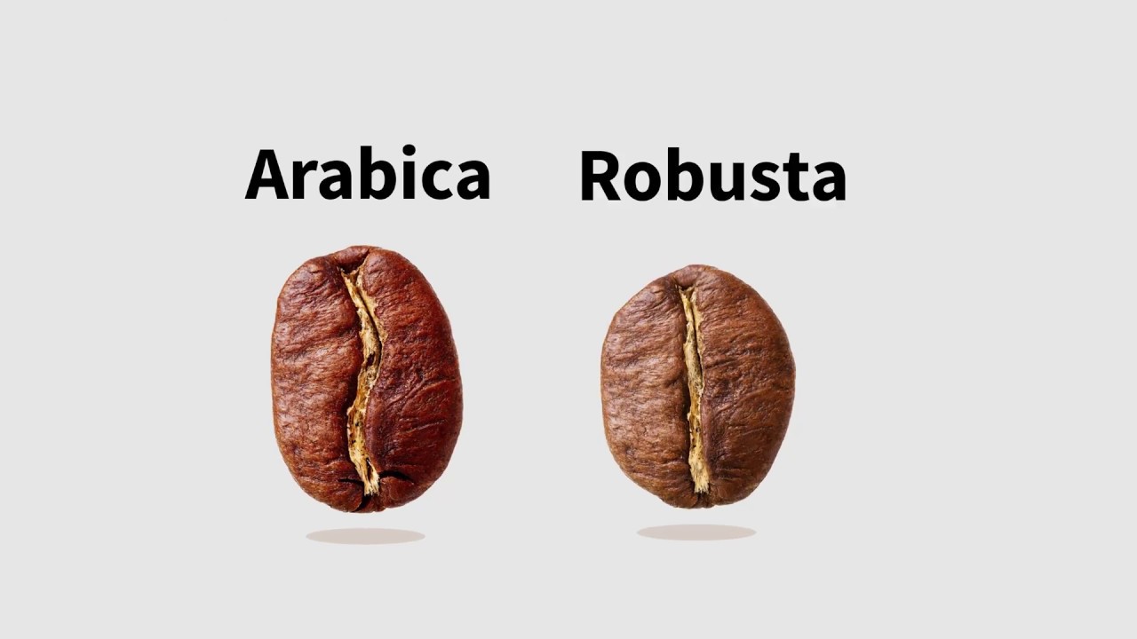 Арабика и робуста