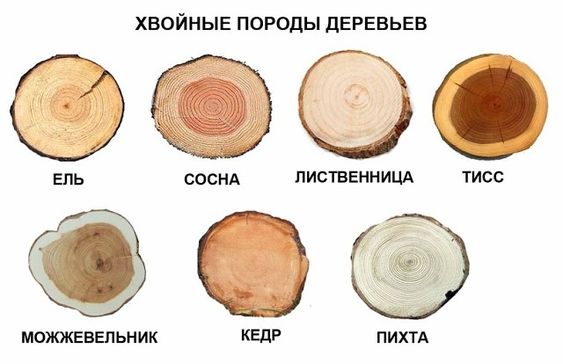 Фото круглых спилов хвойных пород деревьев