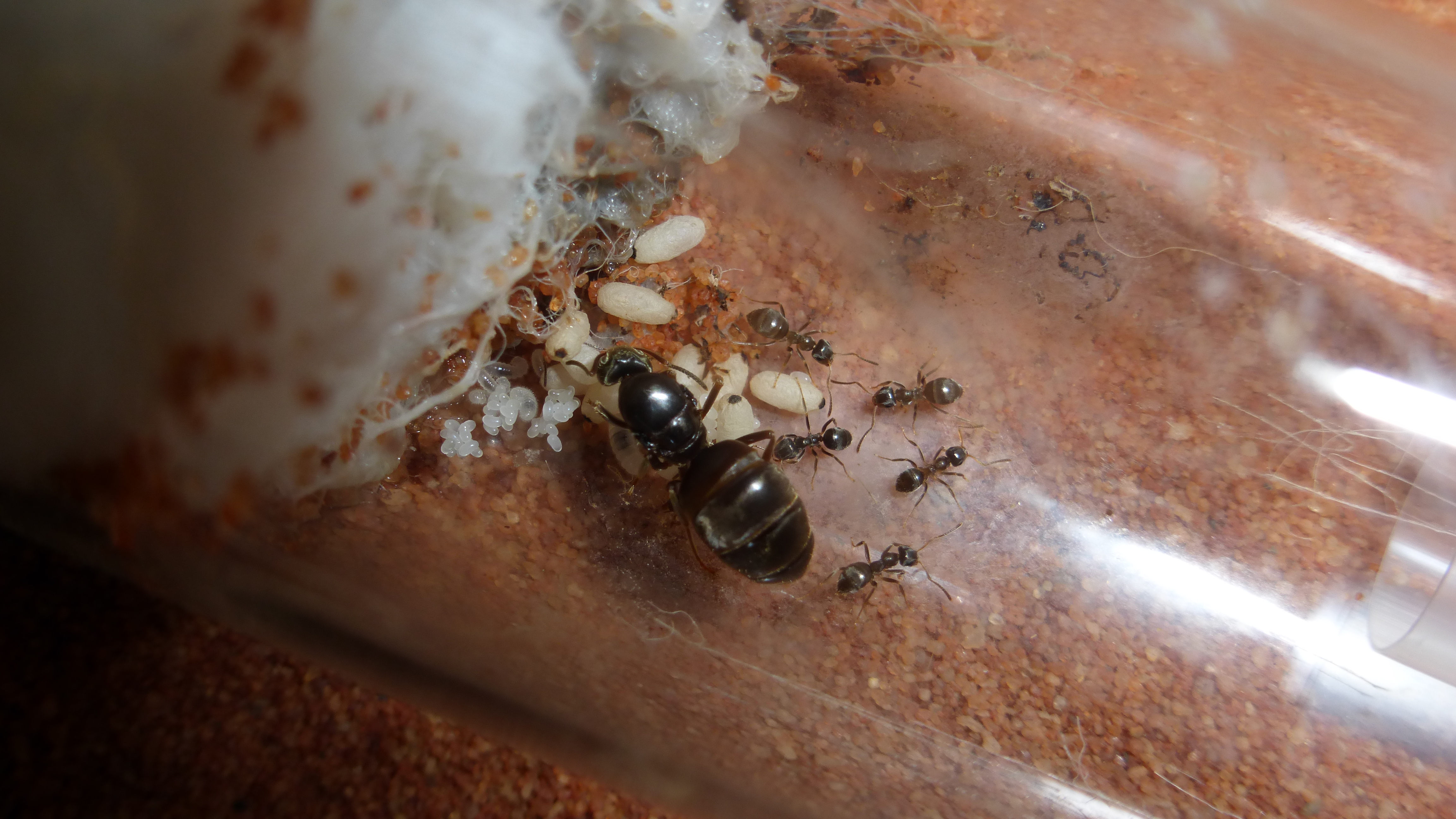 lasius niger с одной матки