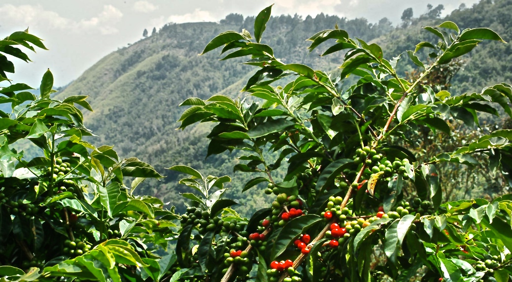 Блог о кофе и чае - как выращивают кофейные деревья - читать