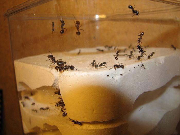 Как завести муравьев 