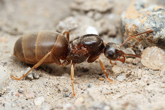 Как завести муравьев 