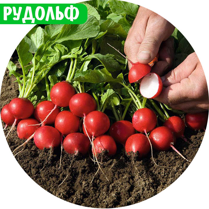 Редис круглый Редис круглый