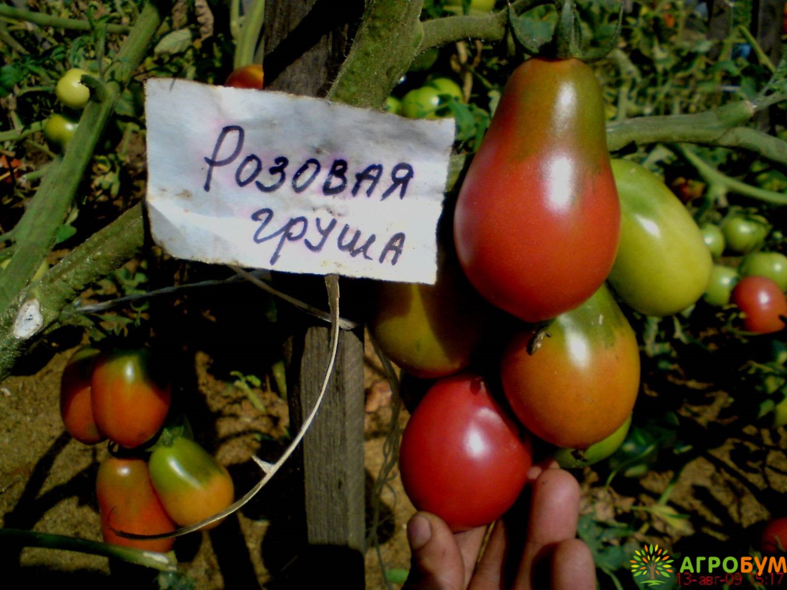 Томат «Груша розовая», 0,1 г. - Выгодно в АгроБум