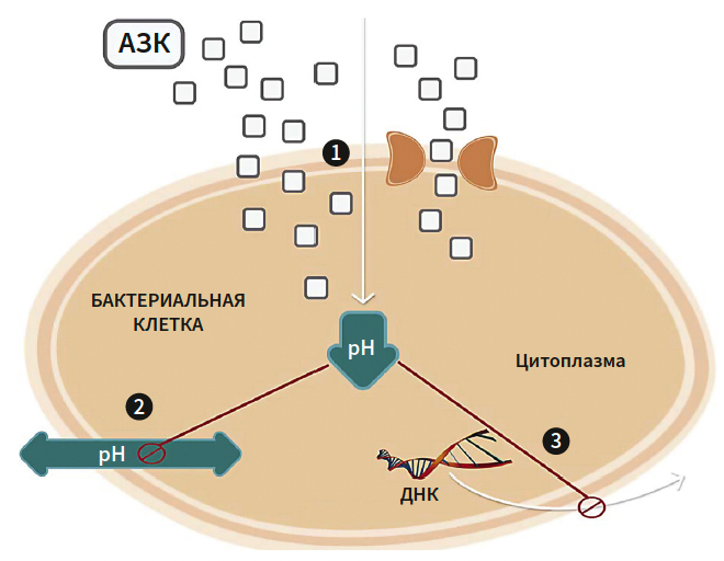Тамразова КМ 3-2025_Рис 4.png