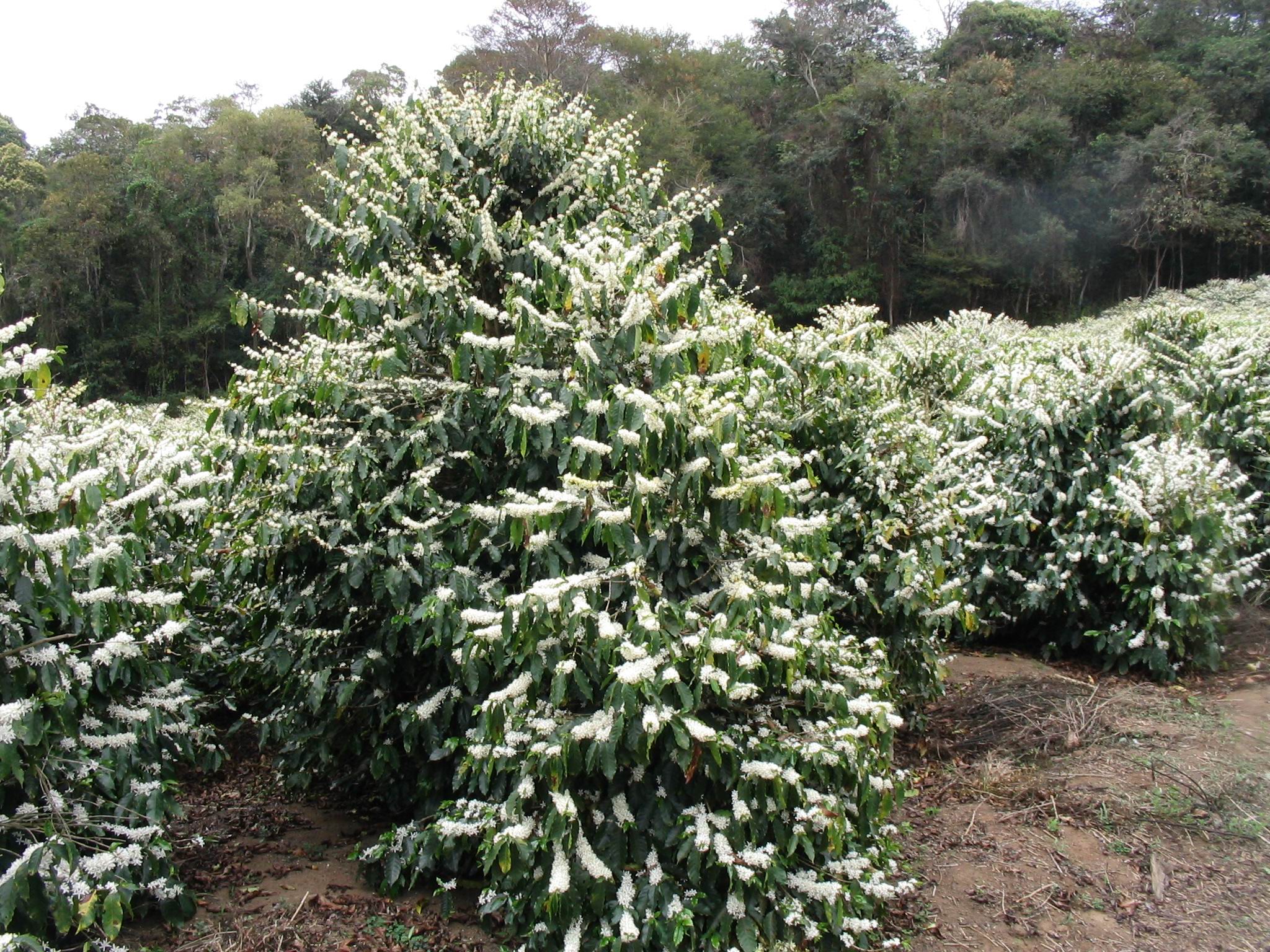 Как ухаживать за кофейным деревом в домашних условиях, виды и проблемы в выращивании