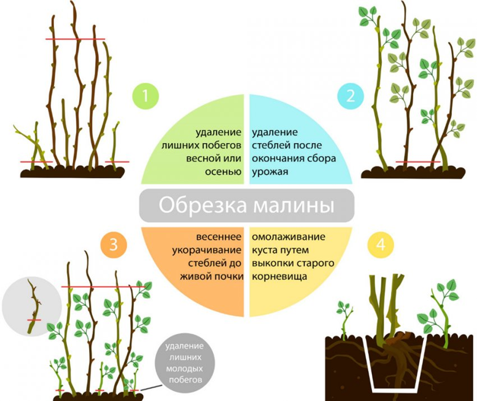 Малина – купить в Казани, цены | Питомник «Биосфера»: саженцы, грунты,  садовый инвентарь