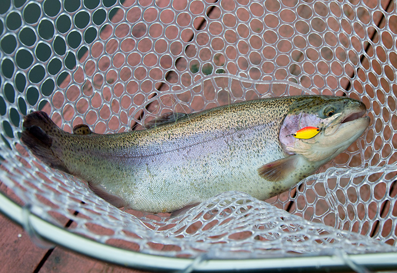 Обновленная линейка форелевых блёсен «Area Trout Game» от Lucky John