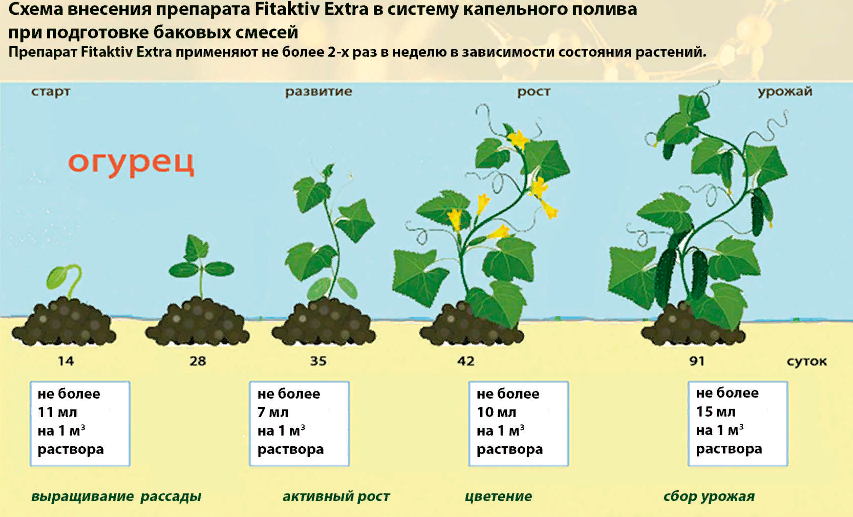 Стадии роста огурцов. Этапы роста огурца. Этапы формирования огурца. Фазы развития огурца.