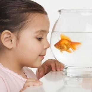 аквариумные рыбки для детей