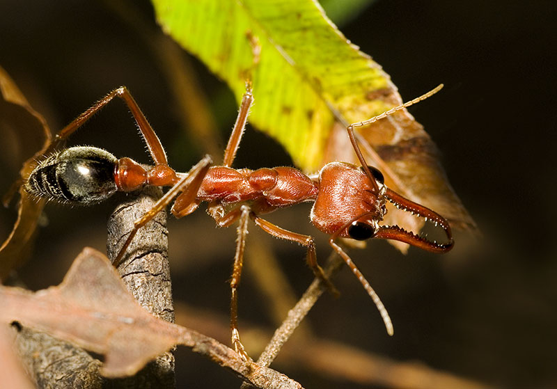 Муравей бульдог. Myrmecia brevinoda. Myrmecia pavida. Myrmecia pyriformis. Myrmecia nigrocincta.