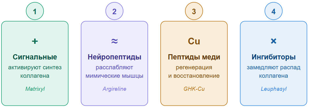 Виды пептидов в косметике для лица: сигнальные, нейропептиды, пептиды меди, ингибиторы ферментов