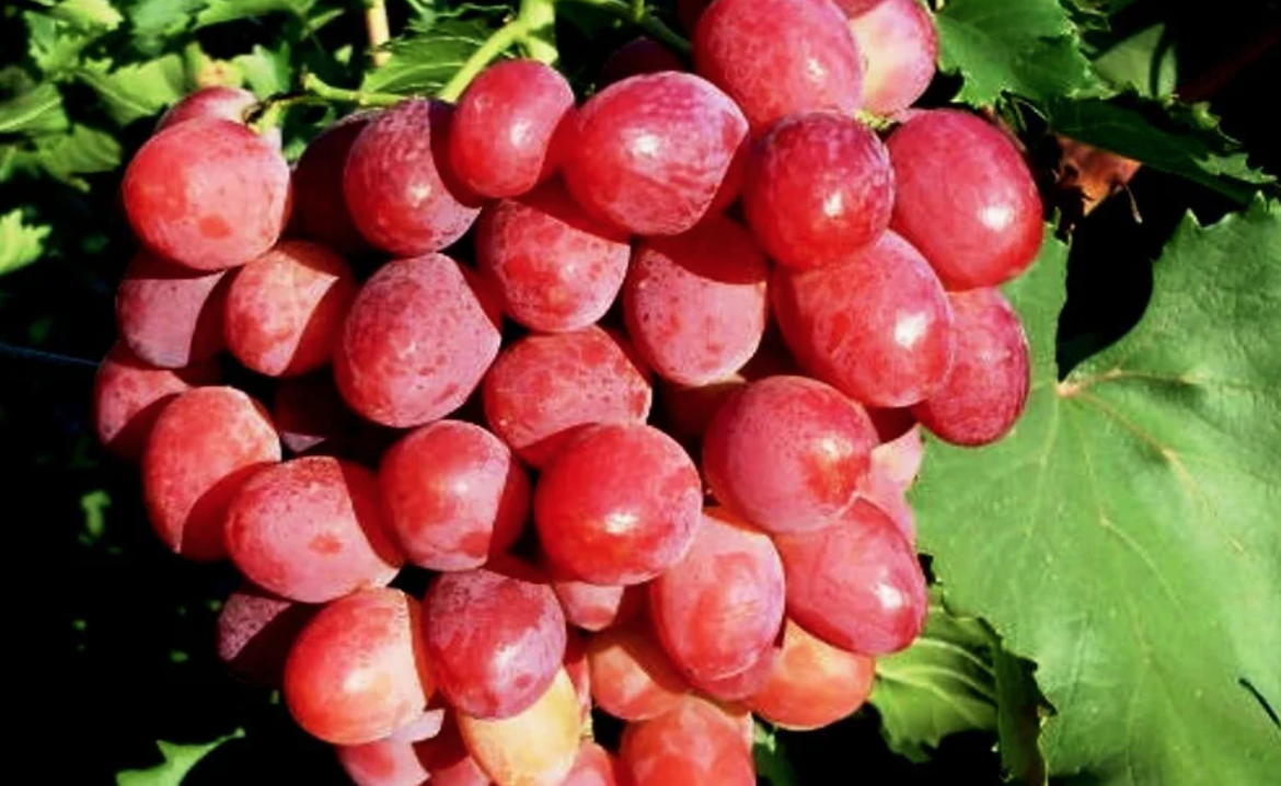 виноград в питомнике Фавн