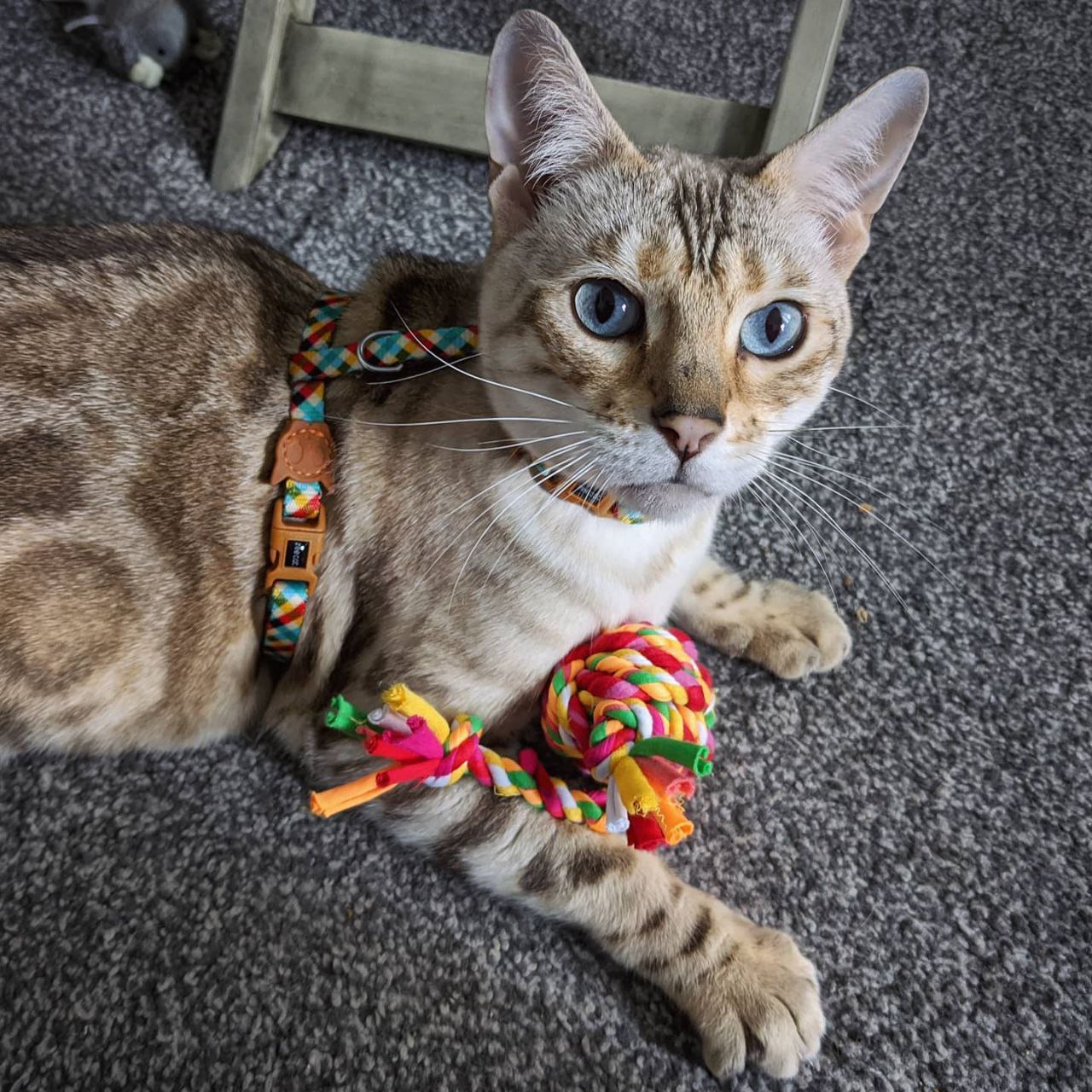 как одеть шлейку на кошек